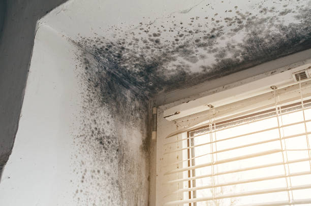 Affordable Mold Cleanup solutions in Plainsboro, NJ